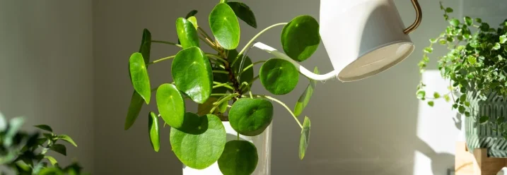 Eine Hand gießt eine Zimmerpflanze mit einer Gießkanne.